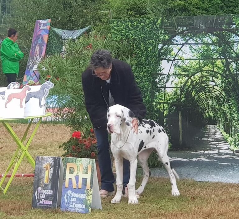 Read more about the article Nationale d’Elevage Doggen Club France NEUVIC 2021