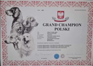 Read more about the article ABBAIO – Grand Champion Polski