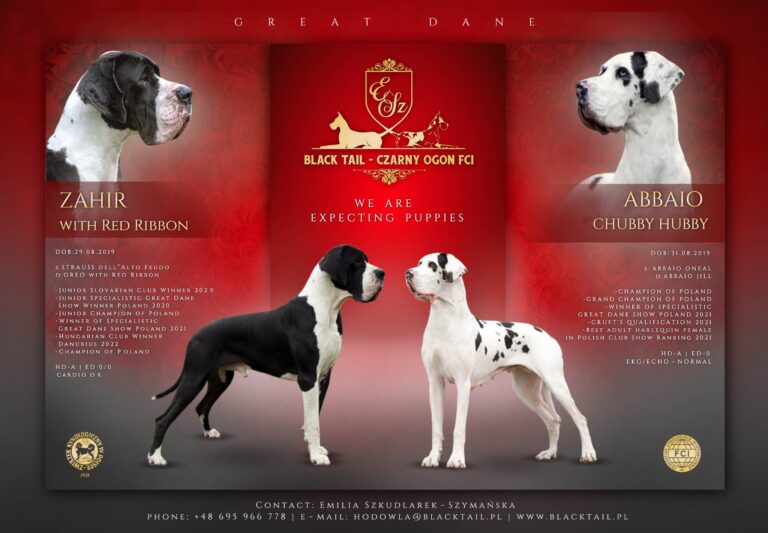 Read more about the article Zapowiedz Litter V – ABBAIO Chubby Hubby x ZAHIR with Red Ribbon