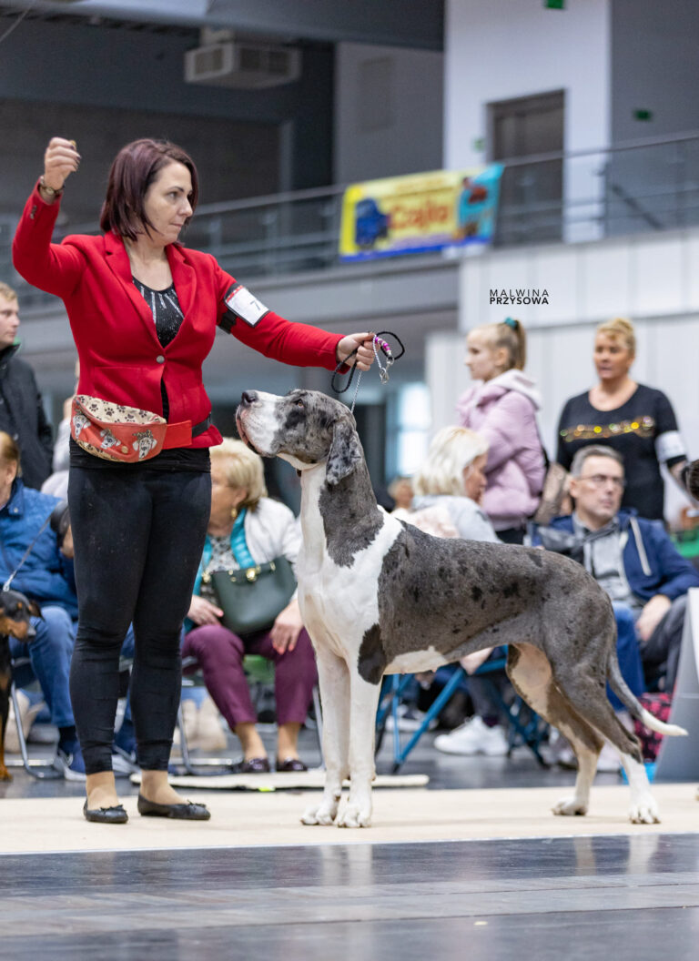 Read more about the article International Dog Show Poznań 05 – 06.11.2022