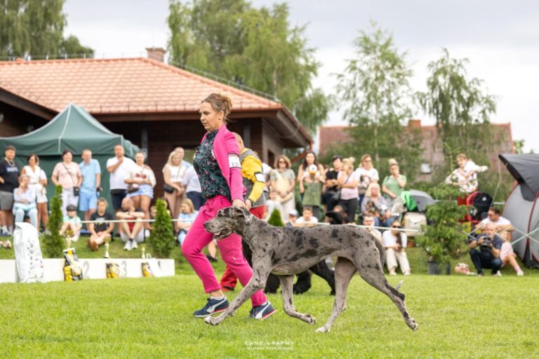 Read more about the article XLVII Kaszubska Wystawa Psów Rasowych (CAC) – Chojnice 27.07.2025 r.