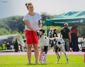 Read more about the article Krajowa Wystawa Psów Rasowych (CAC) – Moszczenica