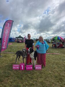 Read more about the article VII Międzynarodowa Wystawa Psów Rasowych Koszalin – Czaplinek, 7.09.2025 r. (CACIB)