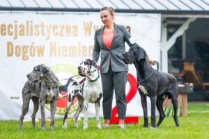 Read more about the article XII Specjalistyczna Wystawa Dogów Niemieckich i Krajowa Popołudniowa Wystawa Dogów Niemieckich – Syberia